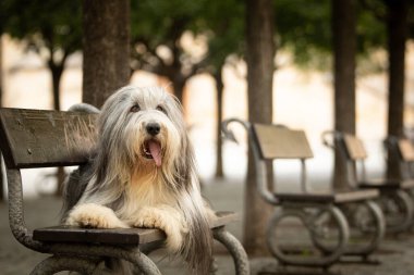 Sakallı çoban köpeği bankta yatıyor. Köpek Prag 'da şehir merkezinde..
