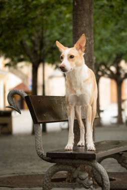 Beyaz sosisli sandviç bankta duruyor. Köpek Prag 'da şehir merkezinde..