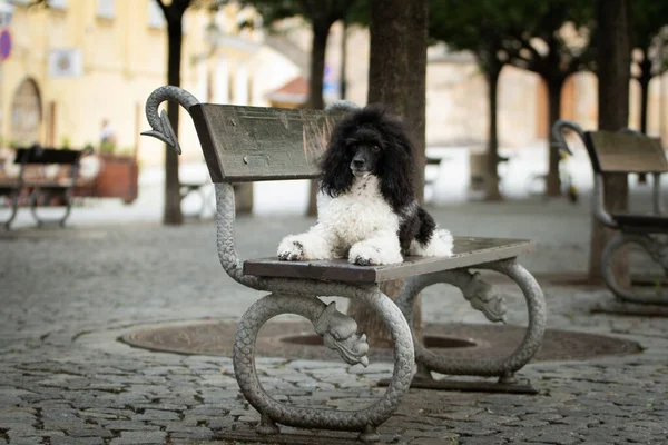 Cachorro Caniche Está Acostado Banco Dog Está Centro Ciudad Praga — Foto de Stock