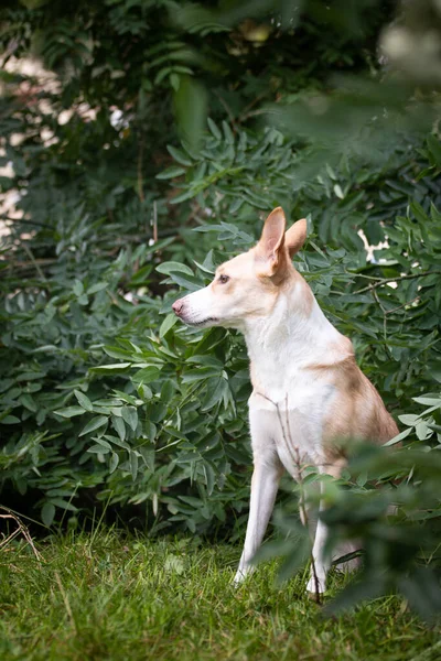 White Mix Dog Sitting Bush City Center Prague — Stock Photo, Image