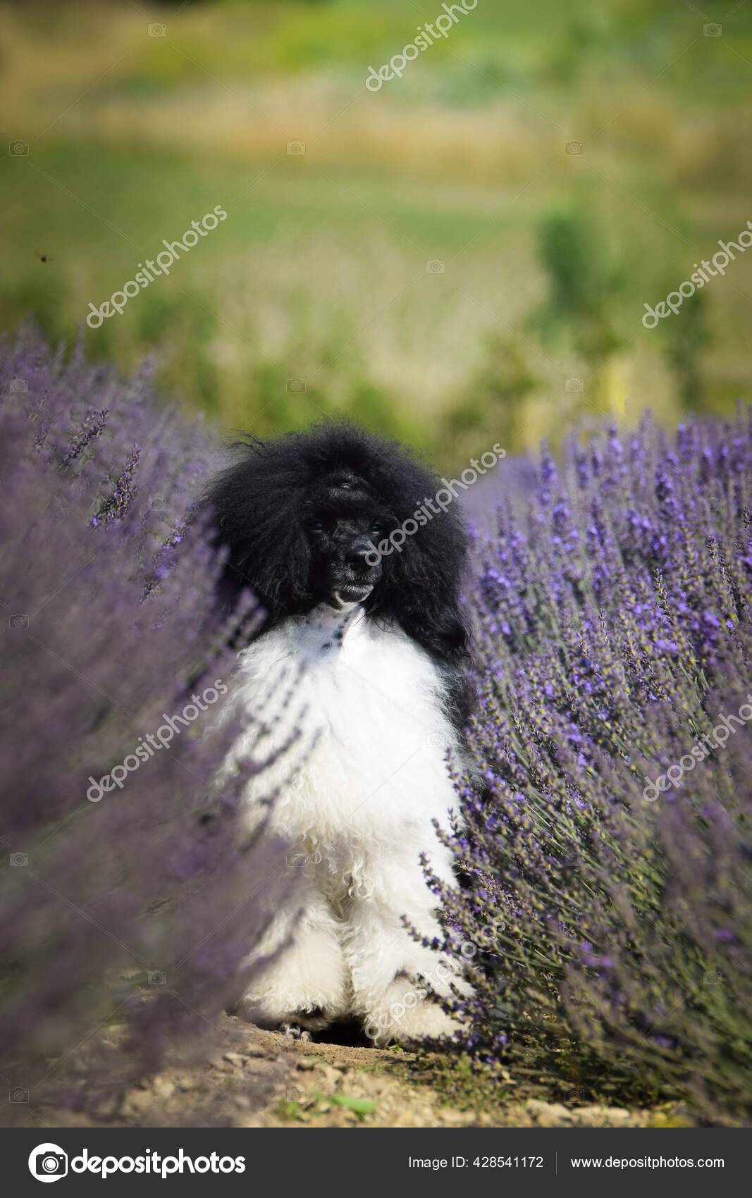 Trop Mignon Images Libres De Droit Photos De Trop Mignon Depositphotos