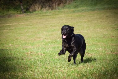 Kara köpek doğada sopalarla koşuyor. Çok tatlı bir köpek..