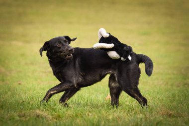 Kara köpek doğada sopalarla koşuyor. Çok tatlı bir köpek..