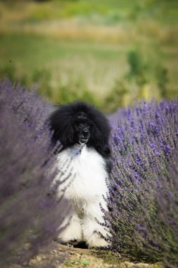 Levander 'da duran köpek yavrusunun portresi. Çok tatlı.