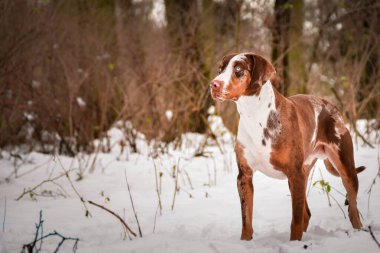 Catahoula Leopar Köpeği karda duruyor. Czech Şatosu Konopiste 'den kış fotoğrafı. Kardaki köpekleri severim..