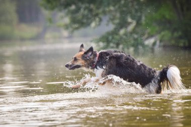 Bohemian Benekli Köpeği su tutuyor. O gerçekten iyi bir yüzücü. Oyuncağını bekliyor..