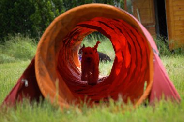 Çılgın beyaz köpek çeviklik tünelinde koşuyor. Çeviklik konusunda inanılmaz bir köpek..