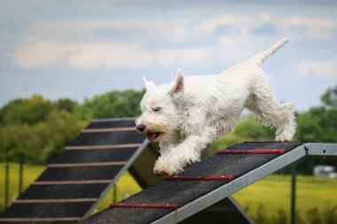 Çılgın beyaz köpek çeviklik parkında köpek yürüyüşü yapıyor. Rekabet için yeni şeyler öğretiyor..