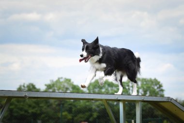 Çılgın siyah-beyaz sınır köpeği çeviklik parkında köpek gezintisinde koşuyor. Rekabet için yeni şeyler öğretiyor..