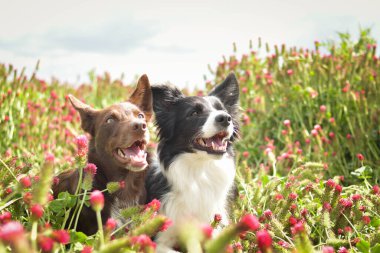 İki Sınır Çobanı Crimson Clover 'da yatıyor. O kadar uzundu ki atlamak zorunda kaldı..