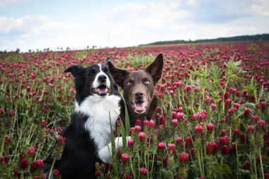 İki tane sınır köpeği Kızıl Yoncalar 'da oturuyor. O kadar uzundu ki atlamak zorunda kaldı..