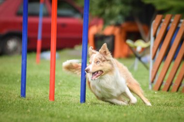 Redmerle border collie, Czech çeviklik yarışması slalom 'da koşuyor. Pesopark köpek parkında Prag çeviklik yarışması.