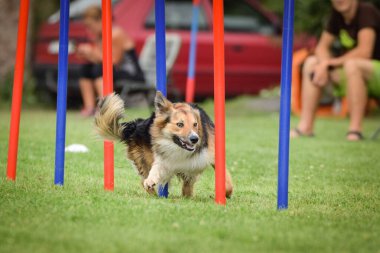 Czech çeviklik yarışmasında slalom koşan sevimli üç renkli Border collie. Köpekler bayılır.!