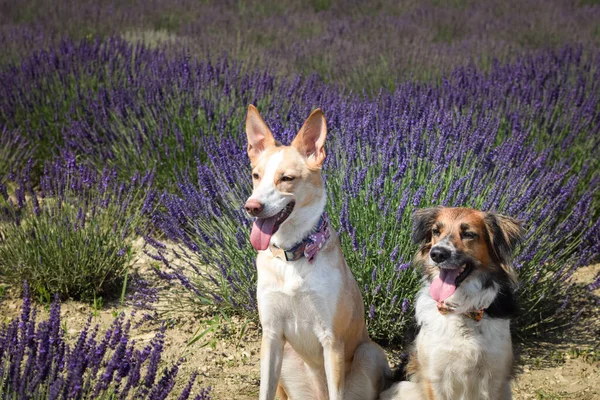 Blanco Negro Bohemian Spotted Dog Perros Blancos Están Sentados Levander — Foto de Stock