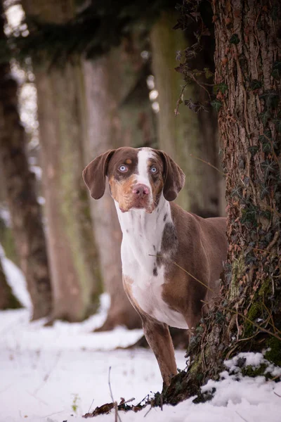 Catahoula Leopar Köpeği karda duruyor. Czech Şatosu Konopiste 'den kış fotoğrafı. Kardaki köpekleri severim..