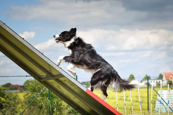 Pazzo Confine Collie Esecuzione Agility Park Insegna Cose Nuove Competizione — Foto Stock