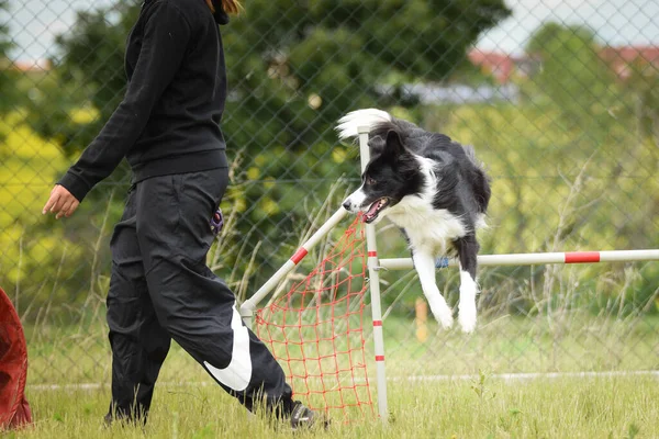 Border Collie Springt Über Die Hürden Toller Tag Tschechischen Agility — Stockfoto