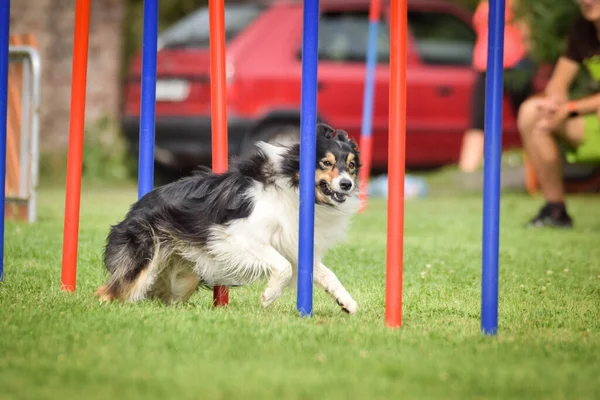 Czech Çeviklik Yarışmasında Slalom Koşan Sevimli Renkli Border Collie Köpekler — Stok fotoğraf