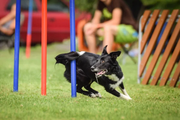 Collie Bordo Bianco Nero Agilità Slalom Sulla Competizione Ratenice Incredibile — Foto Stock