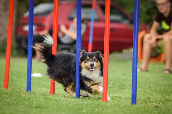 Lovely Tricolor Border Collie Running Slalom Czech Agility Competition Slalom — Stock Photo, Image