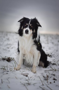 Sınırdaki üç renkli çoban köpeği karda sahada oturuyor. O çok yumuşak bir köpek..