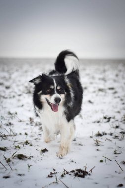 Üç Renkli Sınır Çobanı karda sahaya çıkıyor. O çok yumuşak bir köpek..