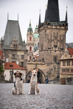 İki köpek köprüde oturuyor. Prag 'ın merkezindeydi. Çok sabırlı bir model..