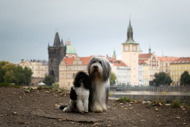 Sakallı çoban köpeği ve köpek yavrusu şehirde oturuyor..