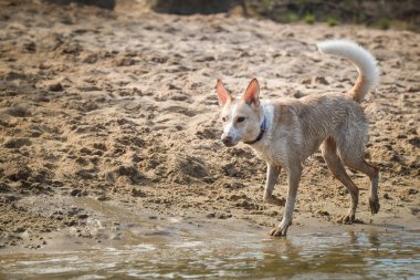 Beyaz köpek suda koşuyor. Sonbahar fotoğraf atölyesiydi..