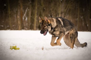 Alman çoban köpeği karda koşuyor. Dışarıda çok mutlu. Kardaki köpekler güzel manzaralıdır.