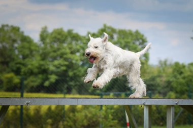 Çılgın beyaz köpek çeviklik parkında köpek yürüyüşü yapıyor. Rekabet için yeni şeyler öğretiyor..