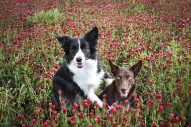 İki tane sınır köpeği Kızıl Yoncalar 'da oturuyor. O kadar uzundu ki atlamak zorunda kaldı..