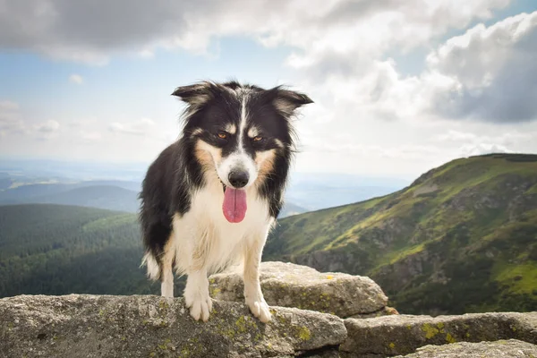 Border Collie Taşların Üzerinde Duruyor Yolculukta Çok Mutlu Bir Köpek — Stok fotoğraf