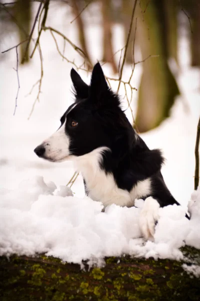 Border Collie Lying Trunk Snow She Look Fox Hunt — Stock Photo, Image