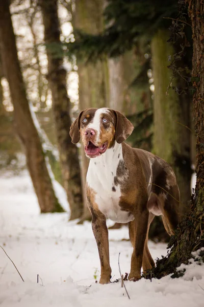 Catahoula Leopard Dog Standing Pine Snow Happy Dogs Snow Nice — Stock Photo, Image