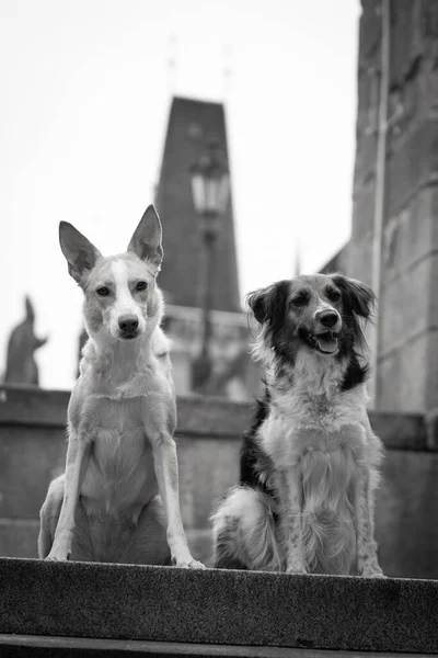 Dos Perros Están Sentados Centro Ciudad Las Escaleras Estaban Centro — Foto de Stock