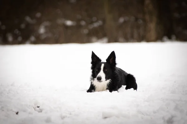 ボーダーコリーは雪の中に横たわっている チェコ城Konopisteから冬の写真 私は雪の上の犬が大好きです — ストック写真