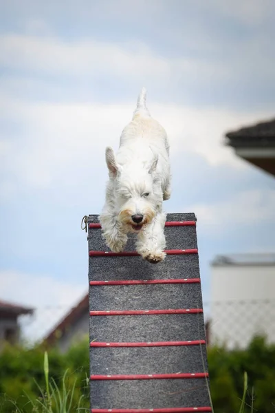 Crazy white dog is running in agility park on dog walk. She teachs new thing for competition.