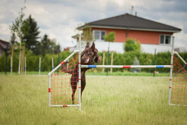 Border Collie Jumping Hurdles Amazing Day Czech Agility Privat Training — Stock Photo, Image