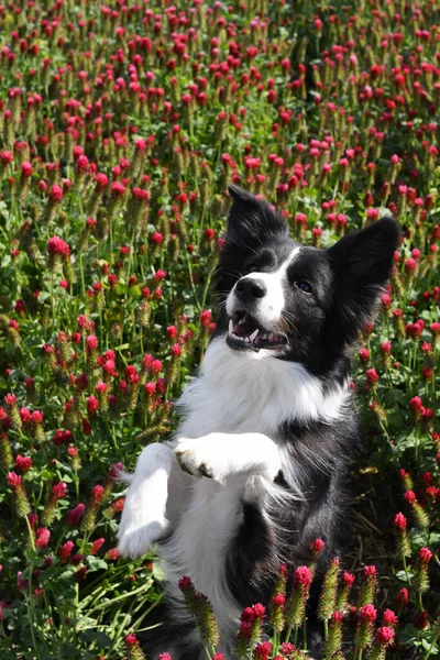 Adult Perbatasan Collie Adalah Dalam Semanggi Merah Dia Memiliki Wajah — Stok Foto