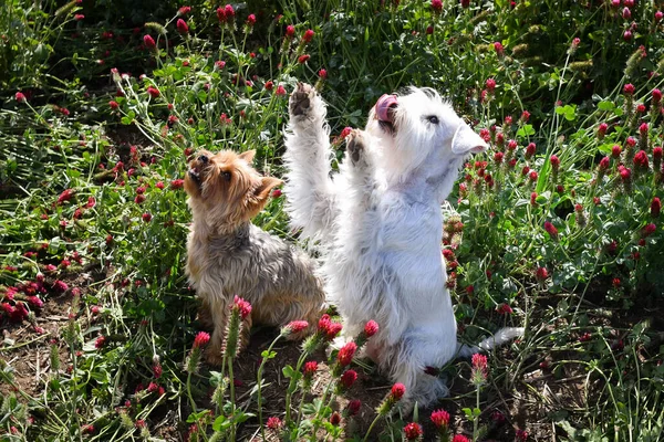 Pequeño Perro Yorkshire Schnauzer Blanco Miniatura Están Mendigando Trébol Carmesí — Foto de Stock