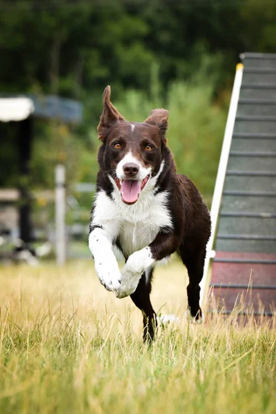 Çılgın siyah-beyaz sınır köpeği çeviklik parkında köpek gezintisinde koşuyor. Rekabet için yeni şeyler öğretiyor..