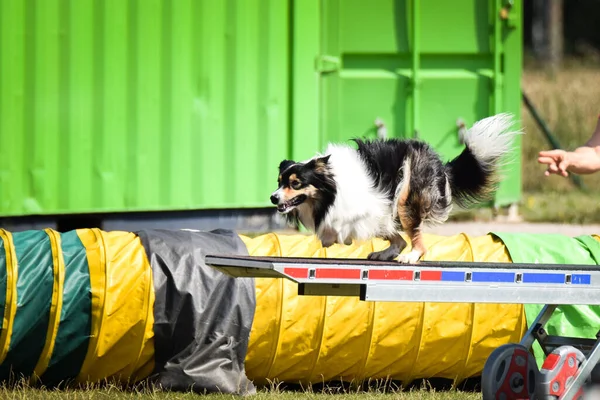 Crazy Black White Border Collie Running Agility Park Dog Walk — Stock Photo, Image