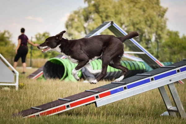 Crazy Zwart Wit Border Collie Loopt Agility Park Hondenwandeling Doceert — Stockfoto