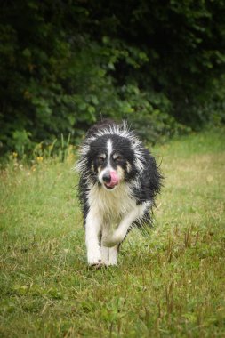 Islak Sınır Çobanı sahada koşuyor. Yüzmeye gitti..