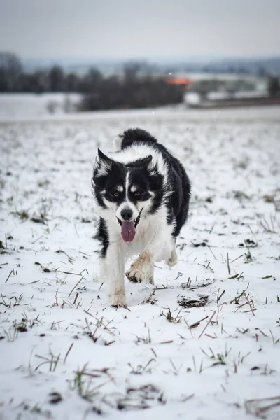 Tricolor Border Collie Running Field Snow Fluffy Dog — Stock Photo, Image