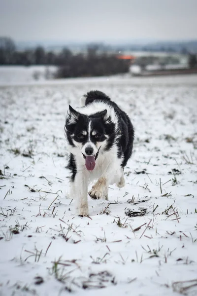 Collie Confine Tricolore Sta Correndo Sul Campo Nella Neve Cane — Foto Stock