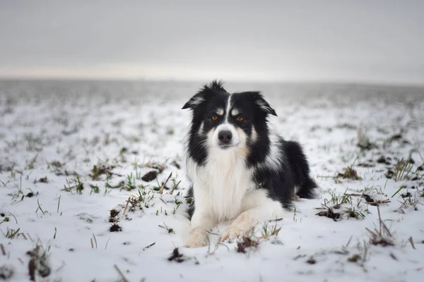 Collie Frontière Tricolore Est Couché Sur Terrain Dans Neige Est — Photo