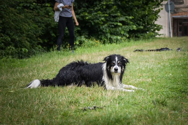 Border Collie Está Tirado Hierba Está Después Nadar Así Que — Foto de Stock