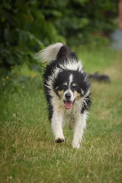 Wet Σύνορα Collie Τρέχει Στο Γήπεδο Είναι Μετά Κολύμπι — Φωτογραφία Αρχείου